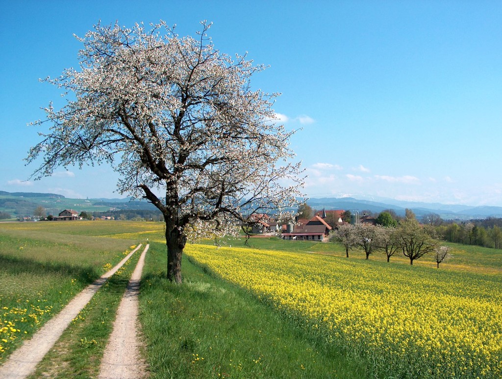 Frühlingslandschft_Aaretal_Schweiz